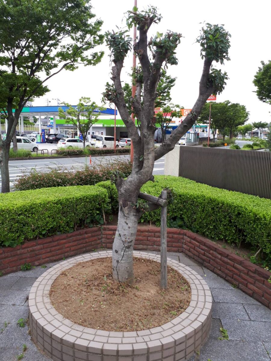 西区愛宕浜 Mタウンの庭木の剪定、植栽・移植を行いました。