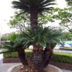 西区愛宕浜 Mタウンの庭木の剪定、植栽・移植を行いました。