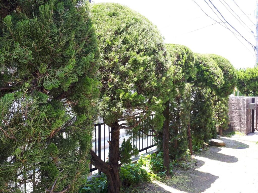 早良区田隈 Ｔ様邸の庭木の剪定、庭木の消毒を行いました。