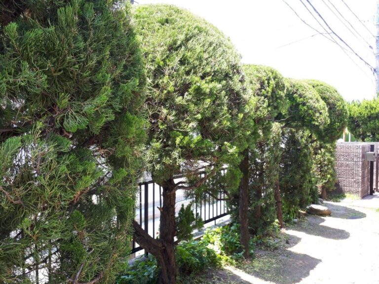 早良区田隈 Ｔ様邸の庭木の剪定、庭木の消毒を行いました。