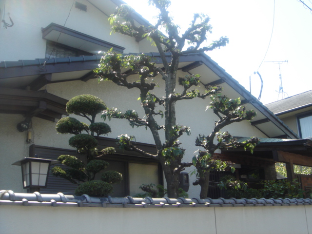 福岡市東区松崎 T様邸の庭木の剪定、庭木の消毒を行いました。