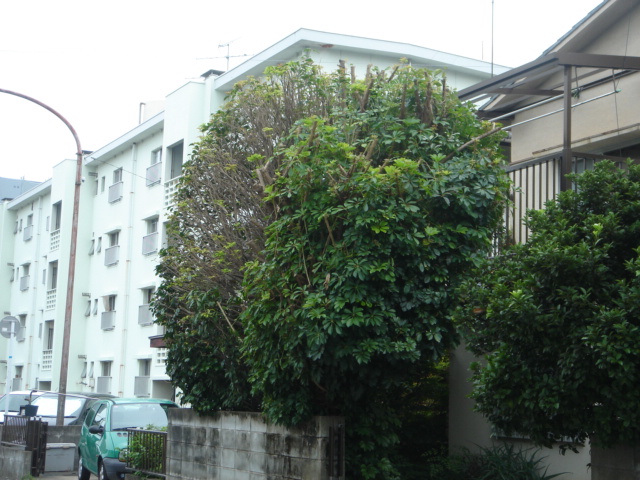 福岡市中央区六本松 T様邸の庭木の剪定を行いました。