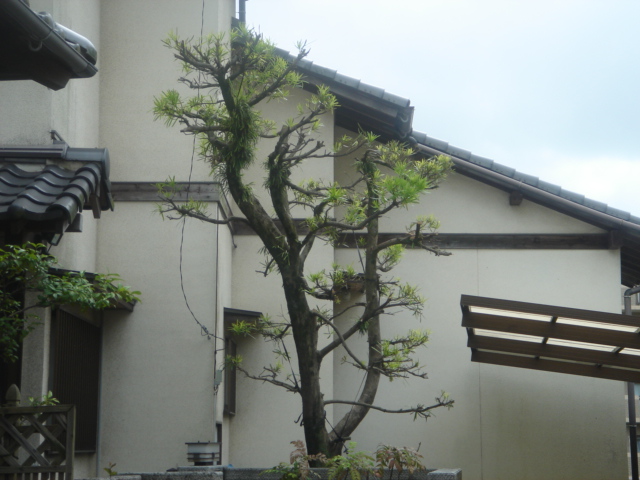 福岡市東区唐原 K様邸の庭木の剪定、伐採・伐根を行いました。