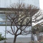 粕屋郡宇美町 U様邸の庭木の剪定、庭木の消毒を行いました。