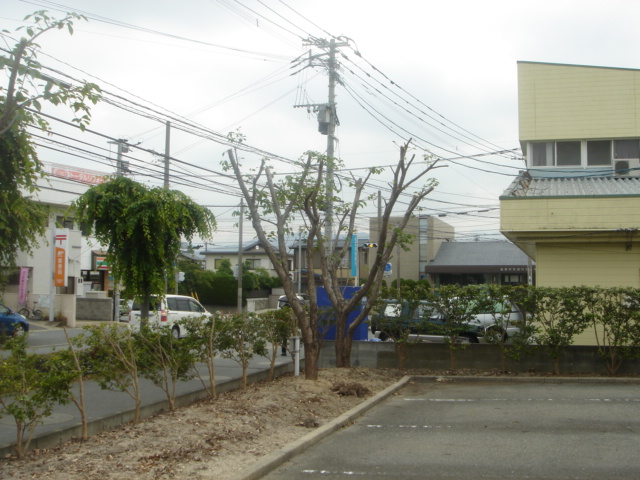 大野城市若草 テナントの庭木の剪定を行いました。