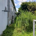 熊本市の店舗の草刈・草取を行いました。