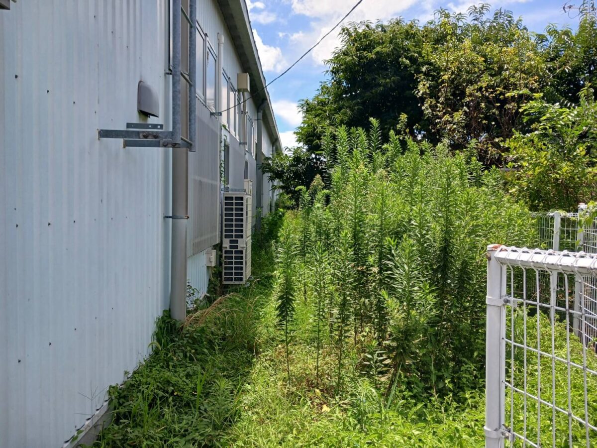 熊本市の店舗の草刈・草取を行いました。